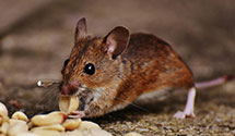 24 Hour & Emergency Exterminators in Karnak, ND